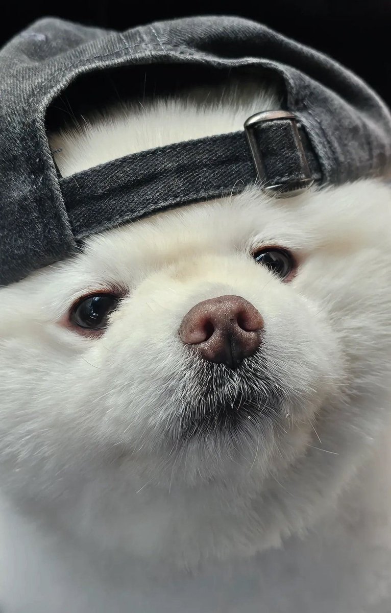 T1keriapics's tweet photo. I see no difference~ 🧢🐶

Cutie Keria.                             Cutie Gureum. https://t.co/gOEqChryFv