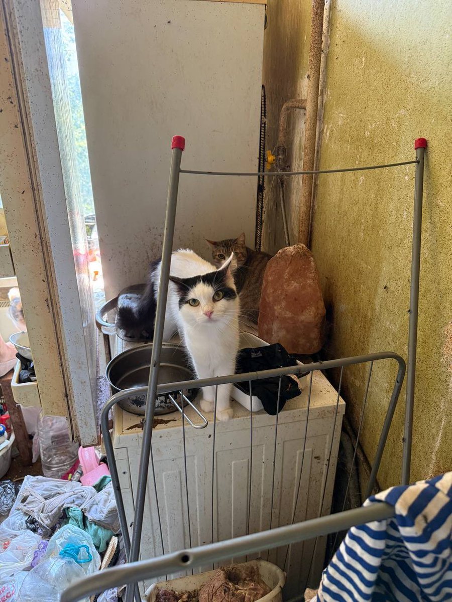 dobroxvost's tweet photo. Краш ищет дом Москва/МО

Котику около 3 лет, кастрирован, здоров, привит, обработан от паразитов, чипирован, есть ветпаспорт. Лоток на отлично.

Краш — ласковый и контактный: любит, когда его гладят и чешут, с удовольствием мурчит рядом и спокойно относится к вычёсыванию. https://t.co/oWZdYMhwDM