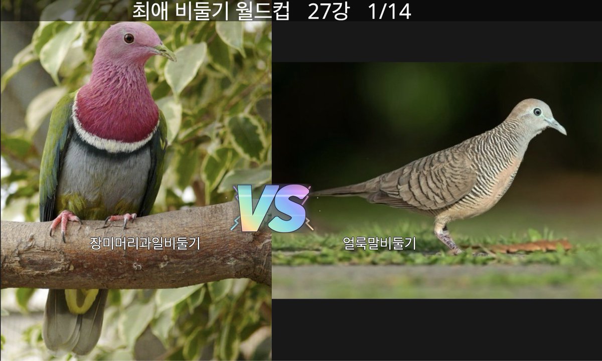 pintailduck01's tweet photo. 비둘기 이상형 월드컵을 만들었습니다.
사실 최애월드컵인데 누군가는 비둘기가 이상형이겠죠?
해주시면 저의 페어 출전 준비에 도움이 됩니다. 
추가하고 싶은 비둘기 아이디어도 부탁합니다. https://t.co/xIGsdFyNgC https://t.co/Rq3ocQMFhp