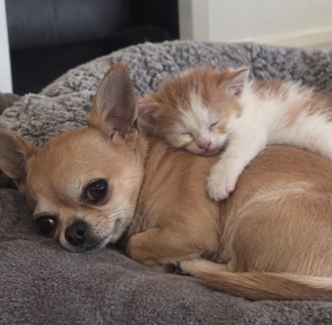 gundemio's tweet photo. Bir kedi ve köpeğin 2 yıllık değişimleri: https://t.co/PNcsTeQ28Q