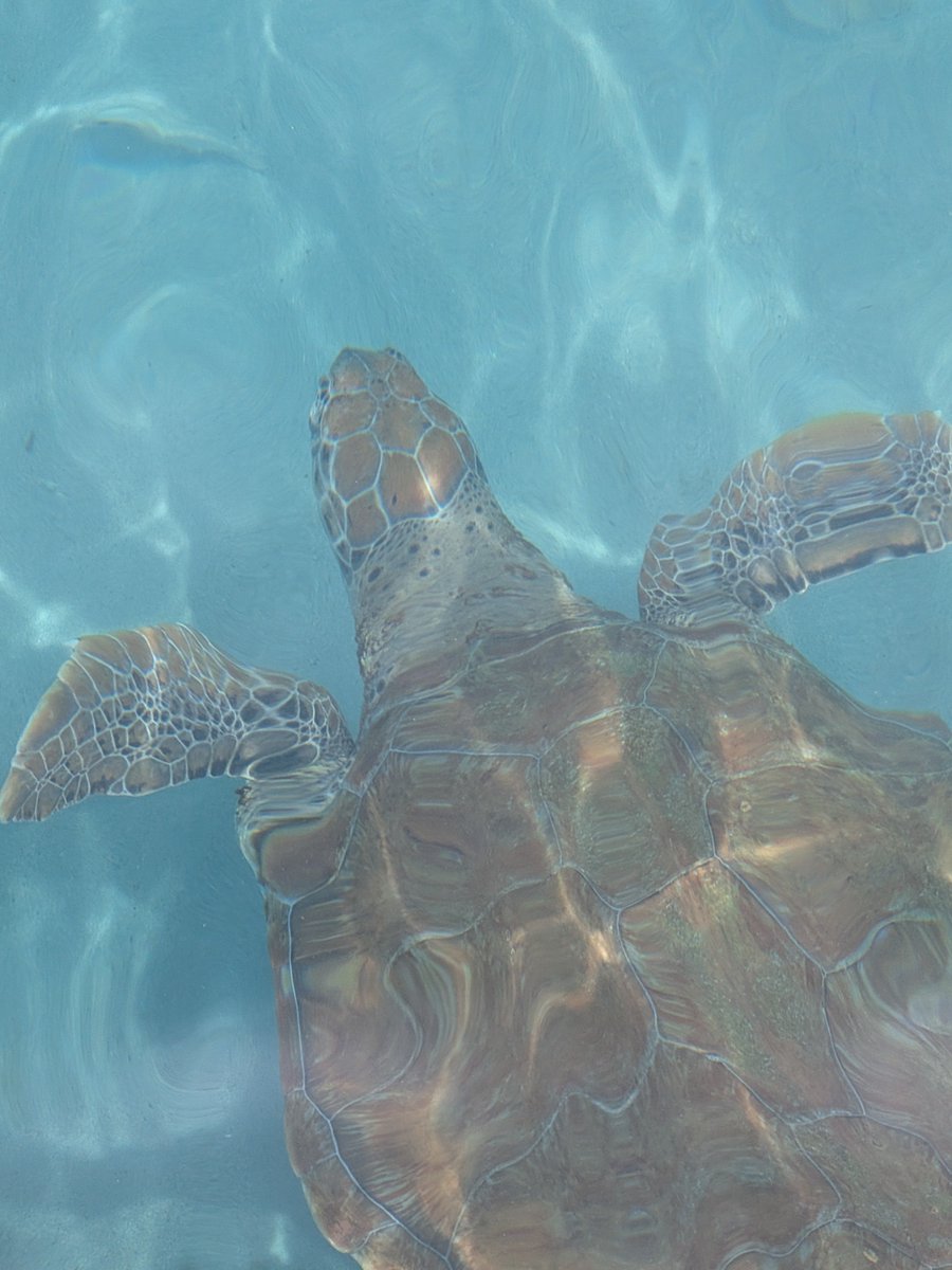 GraniteDhuine's tweet photo. Nothing beats swimming with turtles in the Caribbean. Pure bliss. https://t.co/3d4WfkIGP9