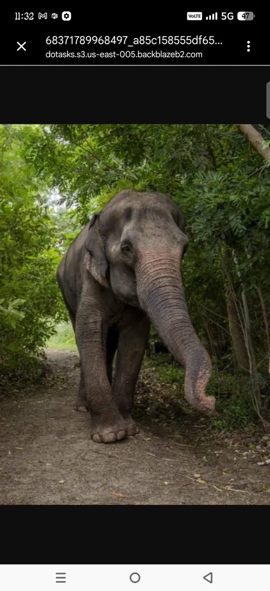 akramr7u's tweet photo. #MadhuriReturnsHome Kolhapur mein Madhuri ko ghar bhej dena... yeh Vantara ka pyaar hai. Koi facility itni badi nahi jo apne janwar ko family samjhe aur usse jane de 🐘 https://t.co/hFZ2yi4mTs