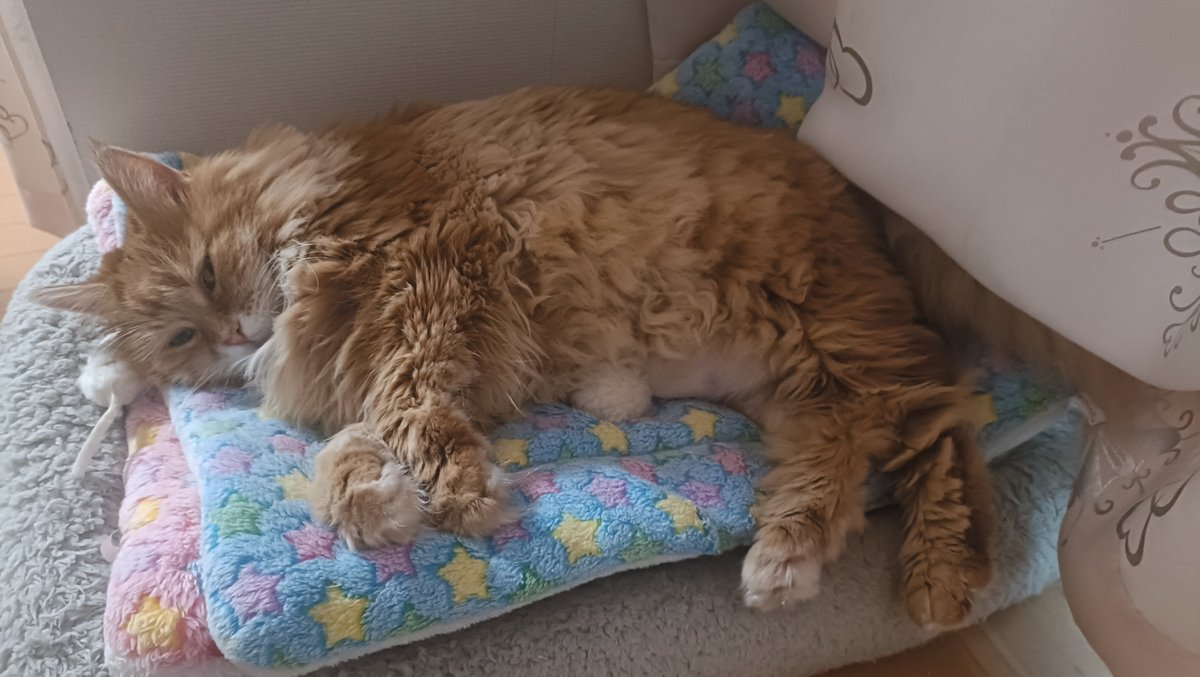 maymaytaiyou's tweet photo. お猫様ものんびり中。
今日はゆっくりしようね。
11歳のメインクーン。 https://t.co/uGSkLLTWTo