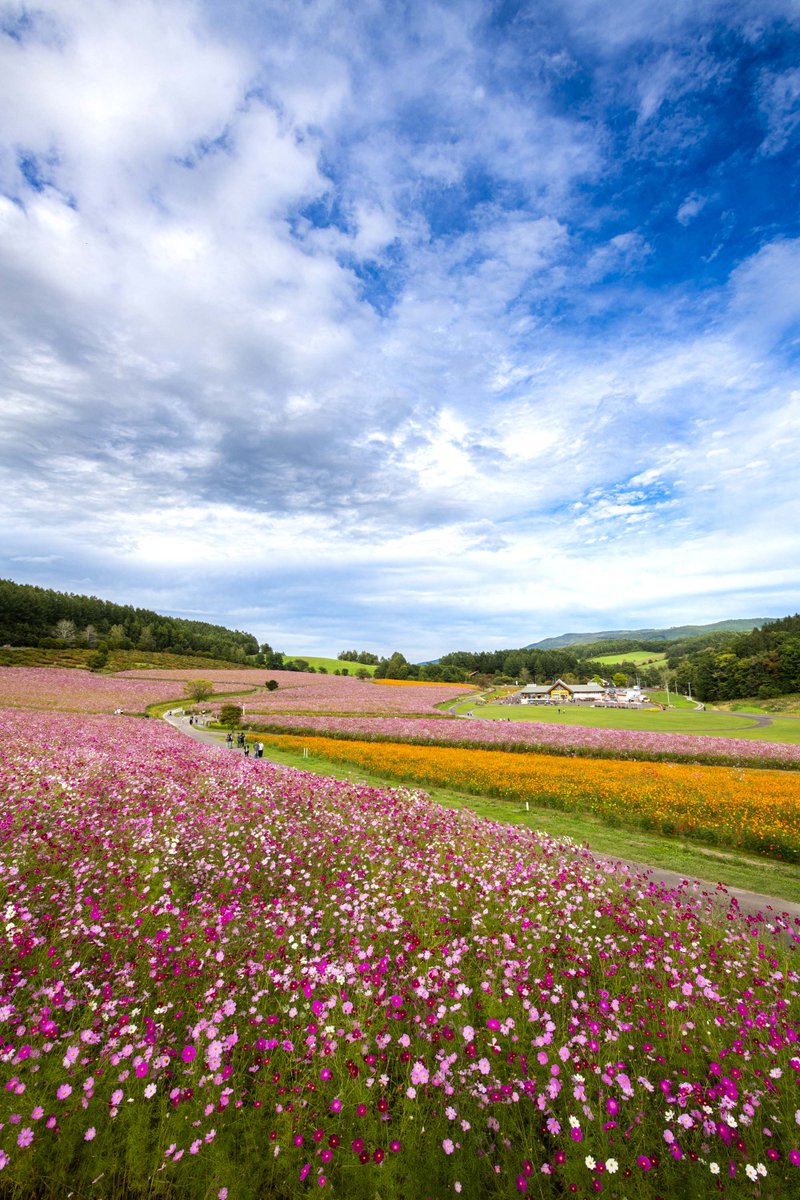 keiphotostudio's tweet photo. 北海道の遠軽にあるコスモス畑がここまで広大だと知らなかった。どんどん広がってるそうだよ。
バイクの人も車も少ないので、認知度低いのかな??? 
それにしてもすごい所だわ。ビックリした。 https://t.co/ajByoWGkjS