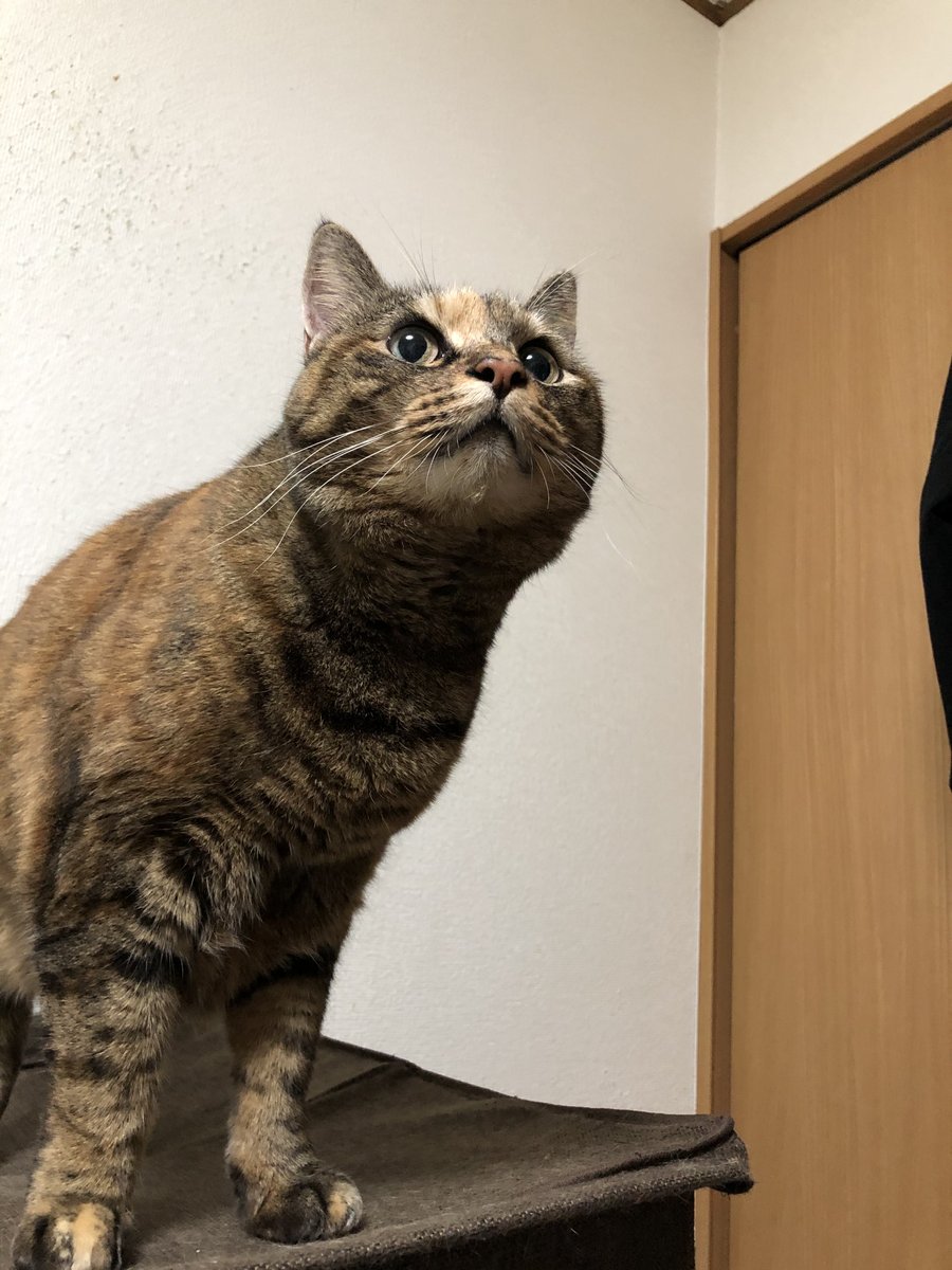 ffxivbatako's tweet photo. ＃ぷっぷるさん　＃ちっこいさん https://t.co/RM8NksL2Ft