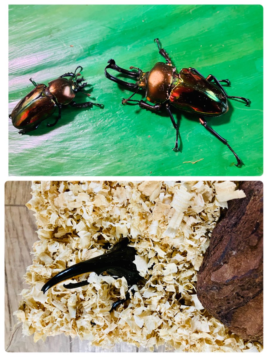 metal_otaku's tweet photo. 午後から虫活。
ゆっくりマット交換。　
ヘラクレスはゼリーを完食して、ツノだけ出して潜ってる。 https://t.co/xiv4gMQFhG