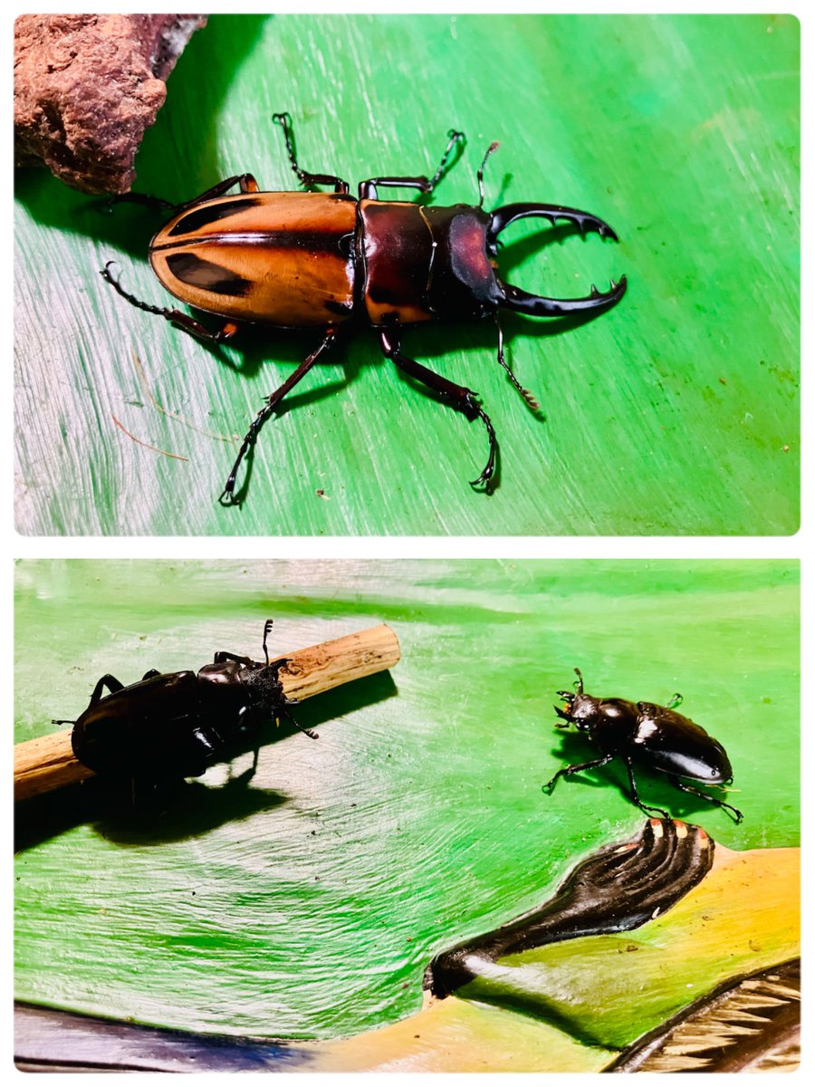 metal_otaku's tweet photo. 午後から虫活。
ゆっくりマット交換。　
ヘラクレスはゼリーを完食して、ツノだけ出して潜ってる。 https://t.co/xiv4gMQFhG