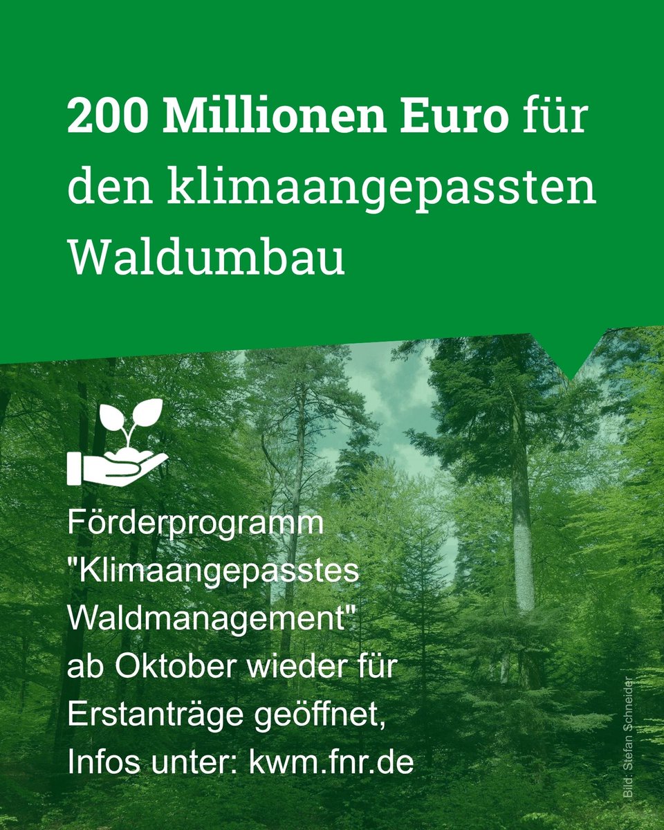 FNR_eV's tweet photo. Ab 01.10.2026 nimmt die FNR wieder Erstanträge für das KWM entgegen. Ab 2027 stehen jährlich 200 Mio. € bereit für mindestens 2 Mio. ha klimaresilienten Wald. Förderprogramm Klimaangepasstes Waldmanagement: https://t.co/zM2YxNxBgN #Waldumbau #Klimaanpassung #Förderung https://t.co/J42PPe60vH
