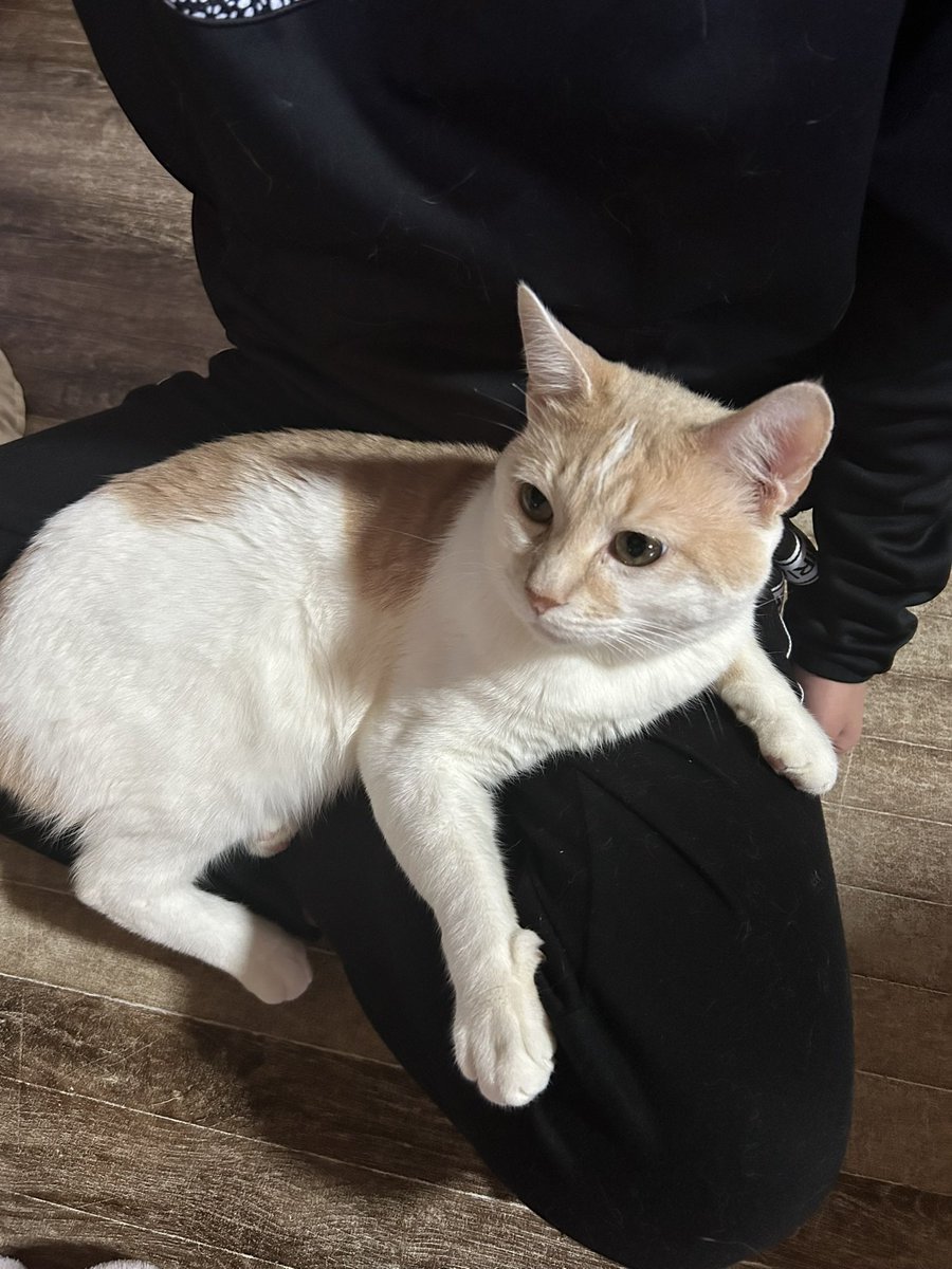 miru_maigo's tweet photo. 【迷子猫を探しています】
9/19、福岡県飯塚市明星寺でいなくなりました。
名前：ミル／男の子
特徴：青いチェック柄のリボンの首輪をしています。
似た猫を見かけた方、保護された方、情報がありましたらDMください。
拡散お願いします🙇‍♀️
#飯塚市 #福岡県 #迷子猫 #拡散希望ＲPご協力お願い致します https://t.co/m8i0cPoBzA