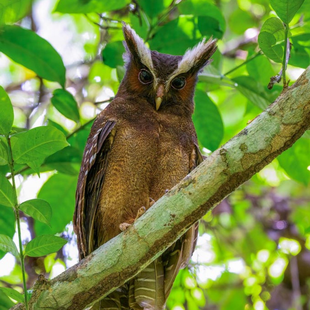 OnFloofg's tweet photo. The Alaira owl,, https://t.co/AjMQmYDtiR
