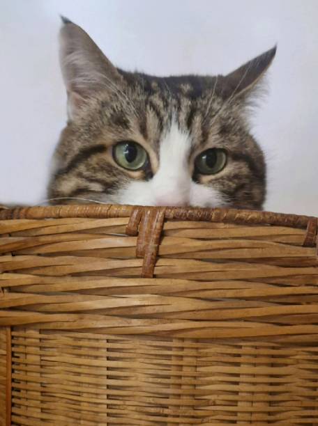vghfgnjoe's tweet photo. 桜並木の下で猫🌸🐱 https://t.co/F6mzNXngkh