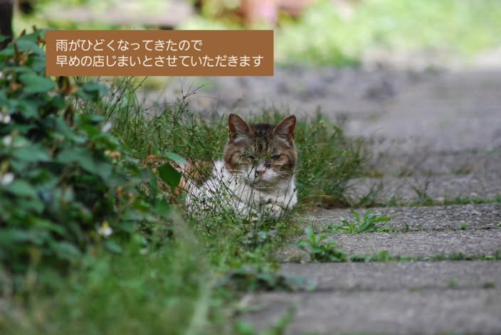 watosha_yanaka's tweet photo. 【今日は閉店します】

大変申し訳ありません。
雨がひどくなってきたので
早めの店じまいとさせていただきます。
明日からまたよろしくお願いします。 https://t.co/YGWINfHRZB
