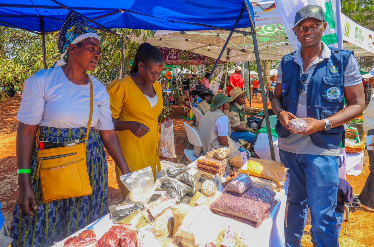 HarvestPlusZim's tweet photo. Gumisai Chinyanga showcased biofortified crops at the 2026 Good Food &amp; Seed Festival in Harare, earning enough from her sales to invest in a 450W solar panel &amp; knapsack sprayer.

How did she do it? Read the full story: https://t.co/BUsy7IMemD https://t.co/HTmrdWsKeI