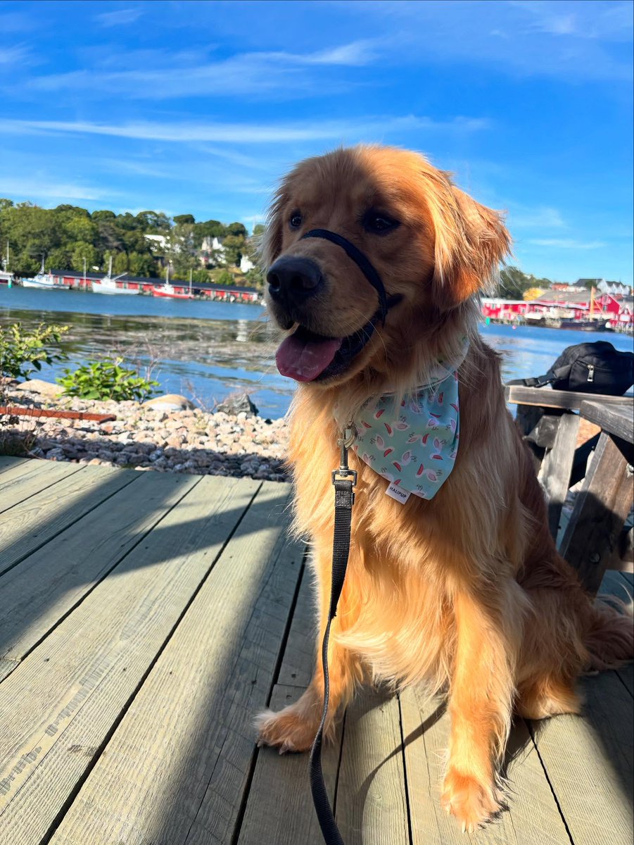 StaceeAlph8mjh's tweet photo. Had such a fun time exploring the south shore with Mom and Dad! If only Mom would stop asking me to pose so I could actually enjoy myself. https://t.co/Tb07QfiFRr