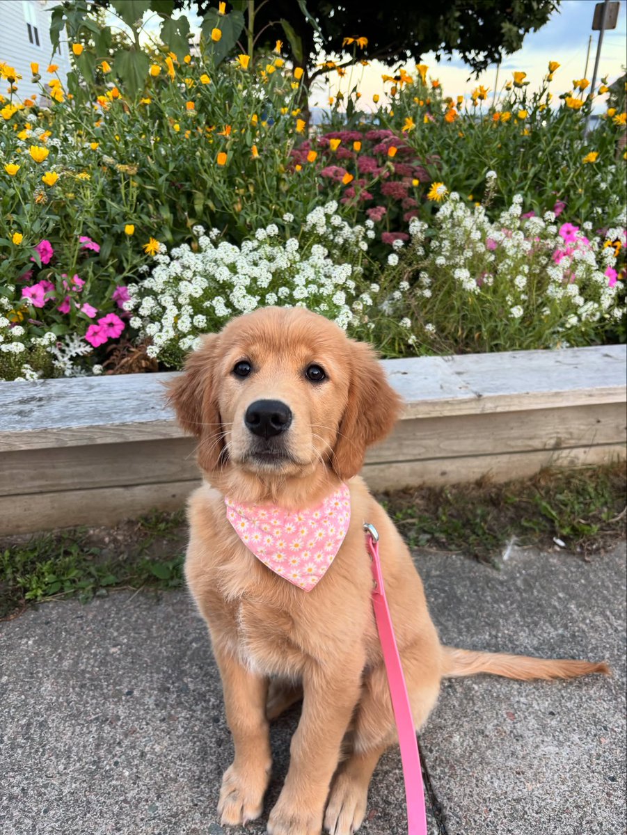 StaceeAlph8mjh's tweet photo. Borrowing her big sister’s bandanas while she’s still small enough to fit into them. https://t.co/qVZ4Ty74IO
