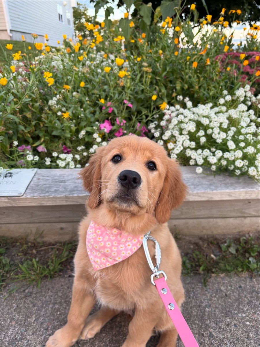 StaceeAlph8mjh's tweet photo. Borrowing her big sister’s bandanas while she’s still small enough to fit into them. https://t.co/qVZ4Ty74IO
