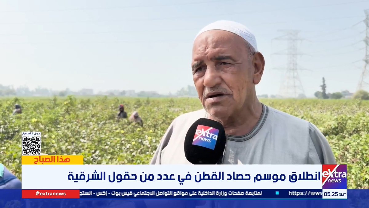 الذهب الأبيض.. بدء حصاد محصول القطن بالشرقية #هذا_الصباح 