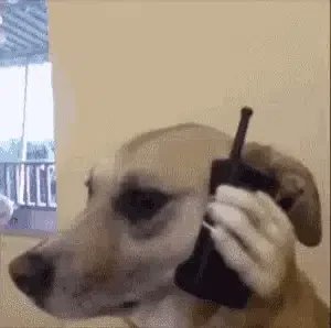 ColleneMelin's tweet photo. 有猫必须有狗 https://t.co/l7dLgi6dEB