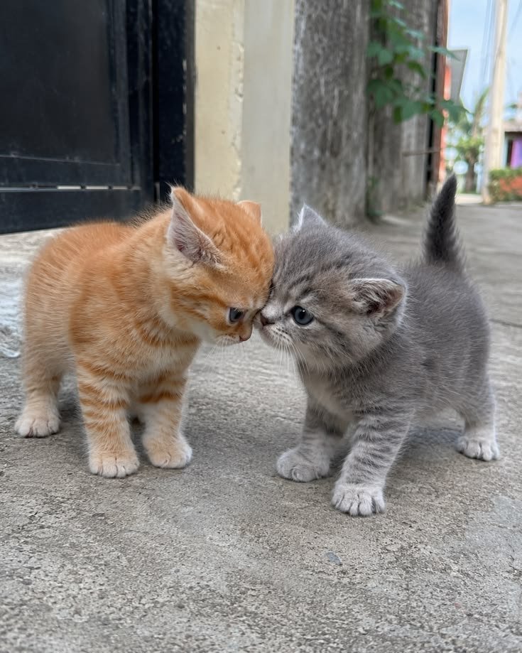 OnlyCatswyuh's tweet photo. https://t.co/D90EB9tioU