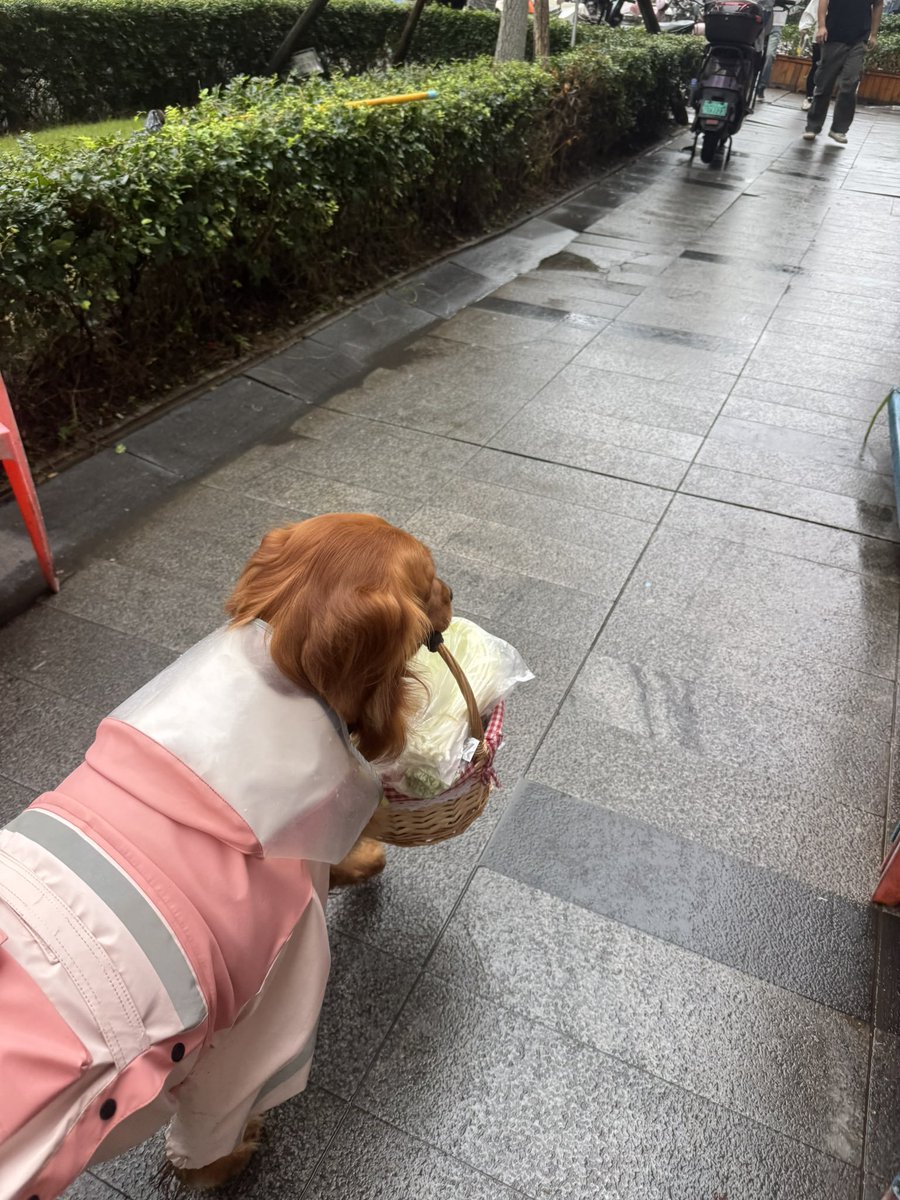 Dunrki2x's tweet photo. 我们家宝没有一口饭是白吃的 https://t.co/1cxcOt0w6I