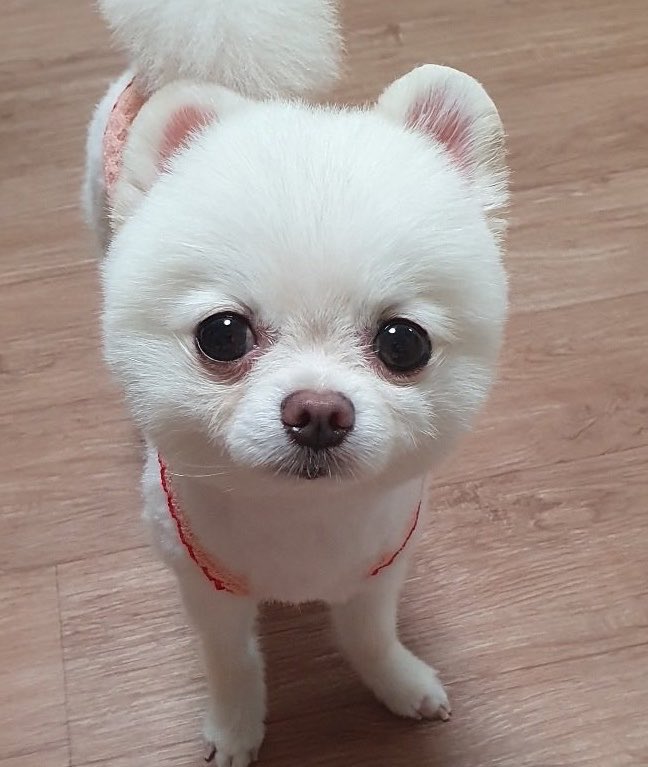 6_ttti's tweet photo. 야채에서 애벌레 나와서 환불해준 사건 https://t.co/UMz9ngcaMG