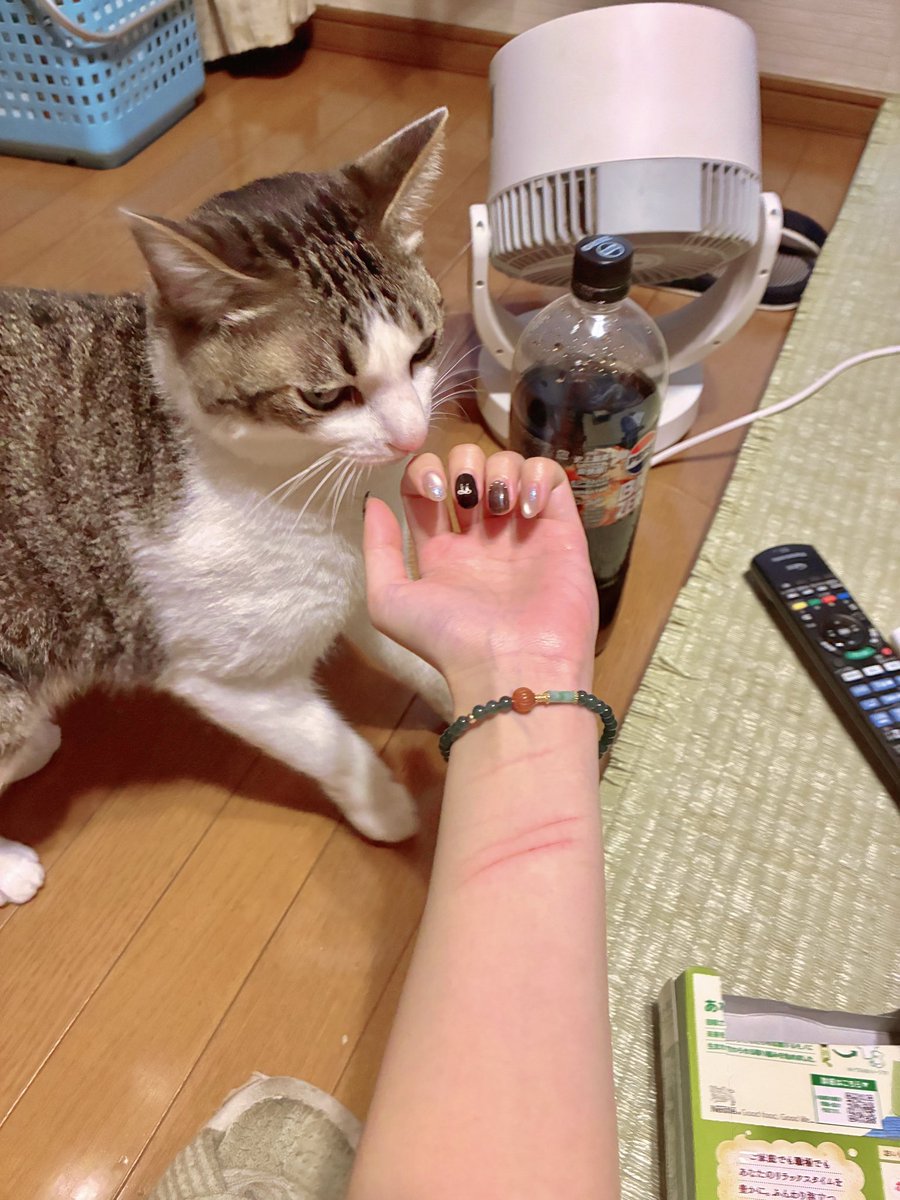 chakohakulog's tweet photo. コイツにやられました。 https://t.co/X8x9aRDwAU
