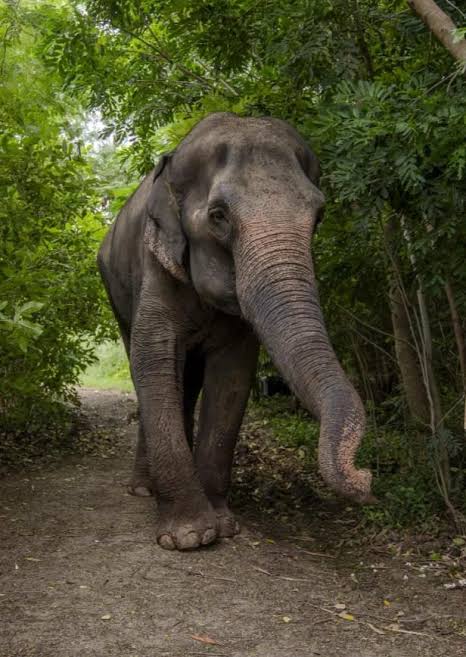 Rohinising97381's tweet photo. #MadhuriReturnsHome Madhuri's journey at Vantara is a testament to Anant Ambani's unwavering belief that seva doesn't end when cameras stop rolling. True compassion means lifetime care for every creature, ensuring their healing is complete and their dignity restored. https://t.co/iM8ldMcigH