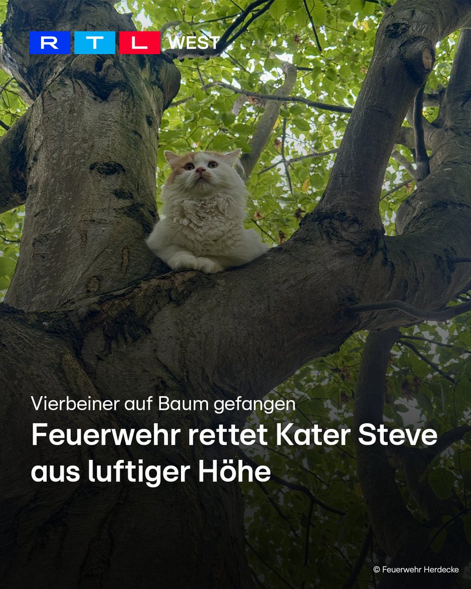 RTLWEST's tweet photo. Happy End für #Kater Steve in #Herdecke (Ennepe-Ruhe-Kreis): Die #Feuerwehr hat den vermissten Vierbeiner von einem #Baum gerettet. Am Sonntagnachmittag (20.09.) wurden die Einsatzkräfte gerufen. Am Einsatzort saß der weiße Kater in luftiger Höhe fest und kam alleine nicht mehr herunter. Zwei Feuerwehrleute vermuteten schnell, dass es sich um den seit dem Vortag vermissten Steve handeln könnte. Seine beiden Besitzerinnen wurden informiert und konnten aufatmen. Für die #Rettung rückte ein weiteres Feuerwehrfahrzeug an. Die Einsatzkräfte stellten eine Leiter auf. Damit holten sie Steve vorsichtig und sicher vom Baum. Anschließend ging es für den Ausreißer im Katzenkorb zurück nach Hause.
Ganz umsonst könnte Steves Rettungsaktion übrigens nicht bleiben. Für bestimmte Leistungen der Feuerwehr kann die Stadt Herdecke Geld verlangen. Das setzt sich aus der Anzahl der Einsatzkräfte und Fahrzeuge sowie der Dauer des Einsatzes zusammen. Ob Steves Besitzerinnen tatsächlich eine Rechnung bekommen, steht allerdings noch nicht fest.