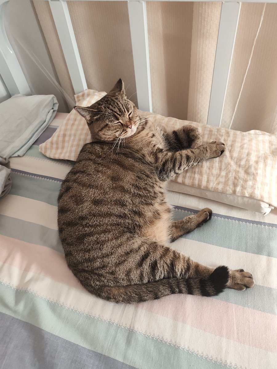 YanBenphs's tweet photo. @Lalalalaluk 我家的猪 https://t.co/aVsSGZXWwL