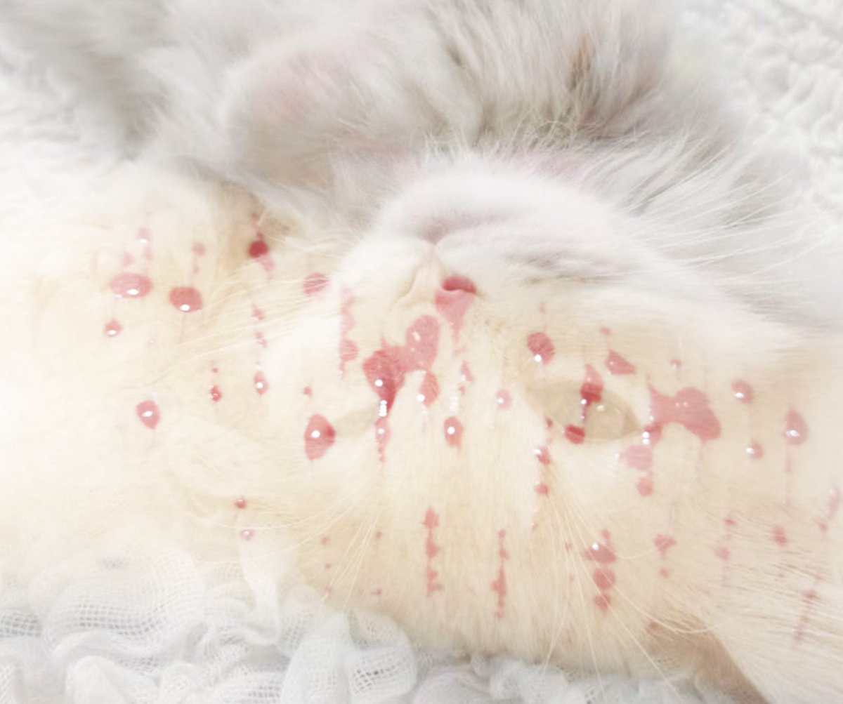 razor_kit's tweet photo. Meow got an ouchie! Meeoww!

FAKE!! Makeup for Halloween!! https://t.co/xlPspyi5KE