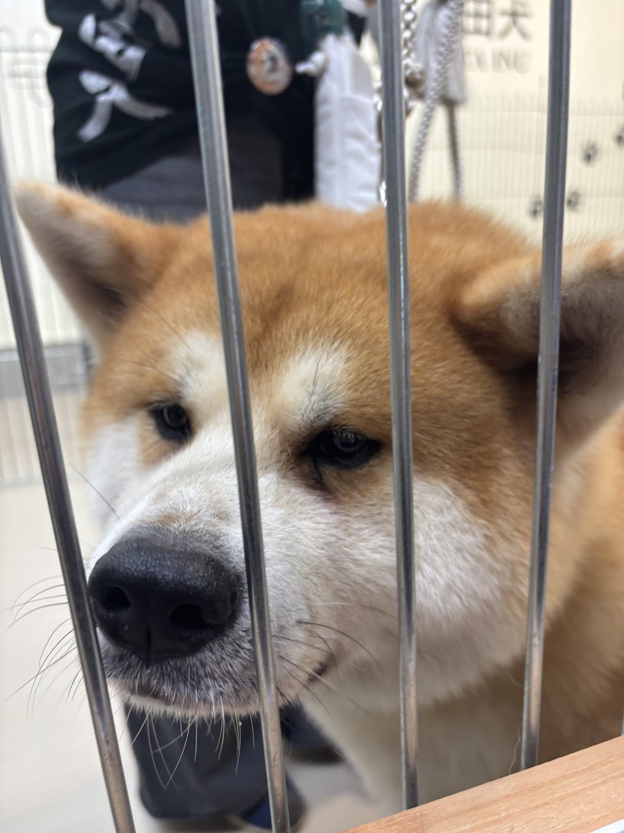 s30202002's tweet photo. 犬飼ってる人多い気がするし、何年も何回も秋田に来てるのに、秋田犬を初めて見た気がする！

昨日はお疲れ様でした〜 見て疲れも癒しになれば笑
改めて誕生日おめでとう🎉 https://t.co/GHJ6hbBjJL