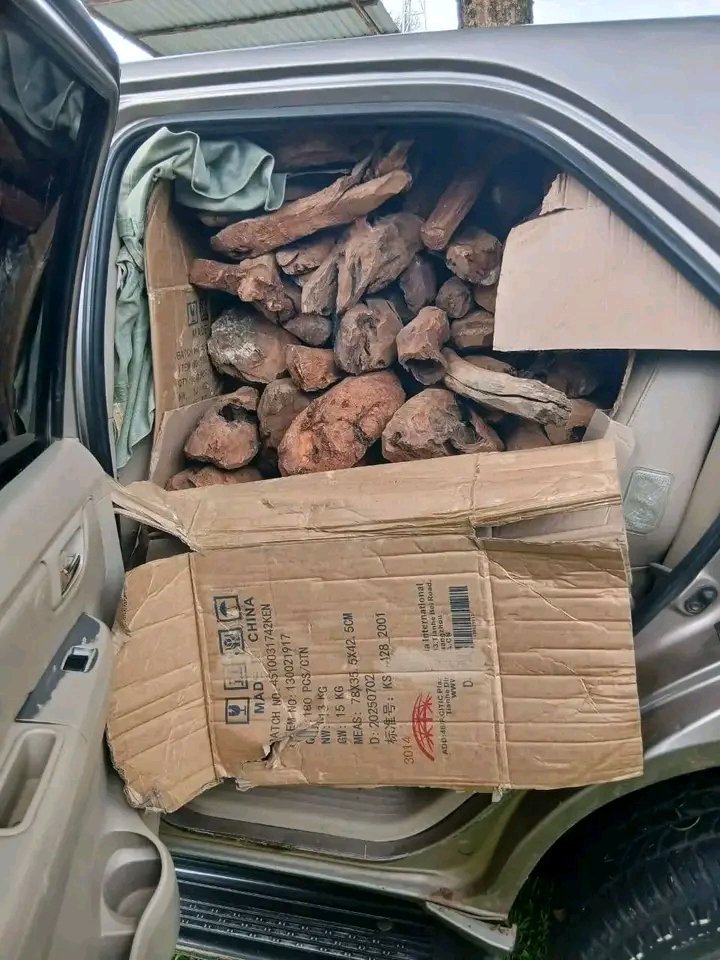 RealTete8's tweet photo. These sharp boys were arrested with Sandalwood, DCI says its worth Ksh7Million. My question is, if Sandalwood is that expensive,  why can't we just grow them and make money as a Country? Tupande hii kama cypress. https://t.co/8wfMhsWHS3