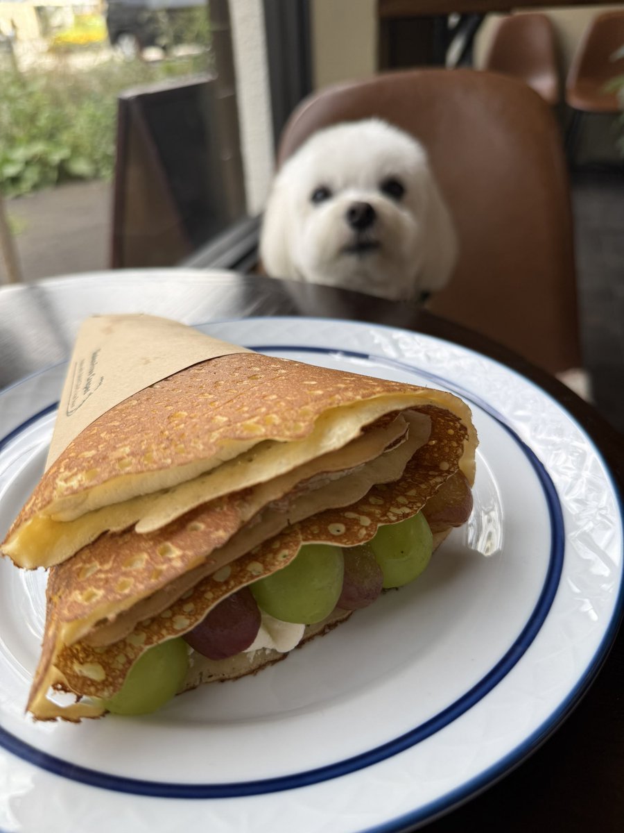 hokke_maltese's tweet photo. クレープ食べてきた🤍🍇 https://t.co/kAl9dnCiHC