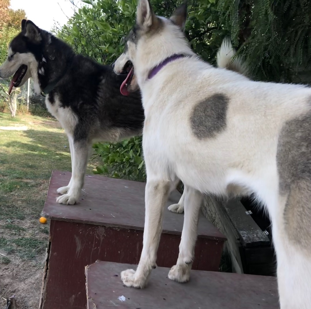 DiedraCackc2's tweet photo. Happy days with the kids—there’s no better way to end a Thursday than watching them play and spending time in the yard. Winta is definitely her dad’s daughter, that’s for sure. https://t.co/Wg6KT4cvby