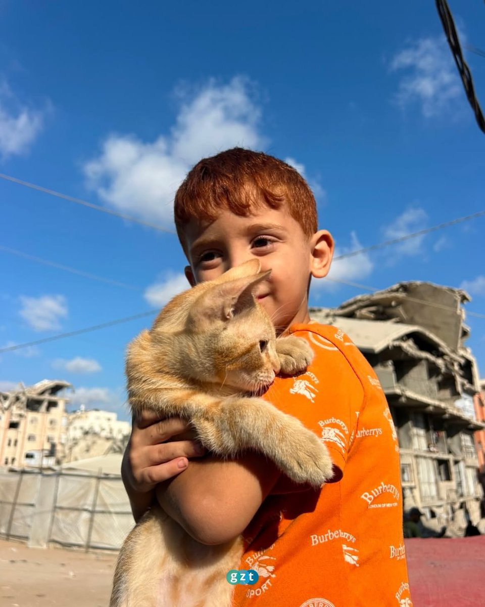 gztcom's tweet photo. 🐈 Gazze'nin gülen yüzü minik Amro ve kedisi Kalamantina 😍

*Kalamantina" bir tür çekirdeksiz veya az çekirdekli tatlı mandalina cinsinin adıdır 🍊 https://t.co/SvDne7Rbtc