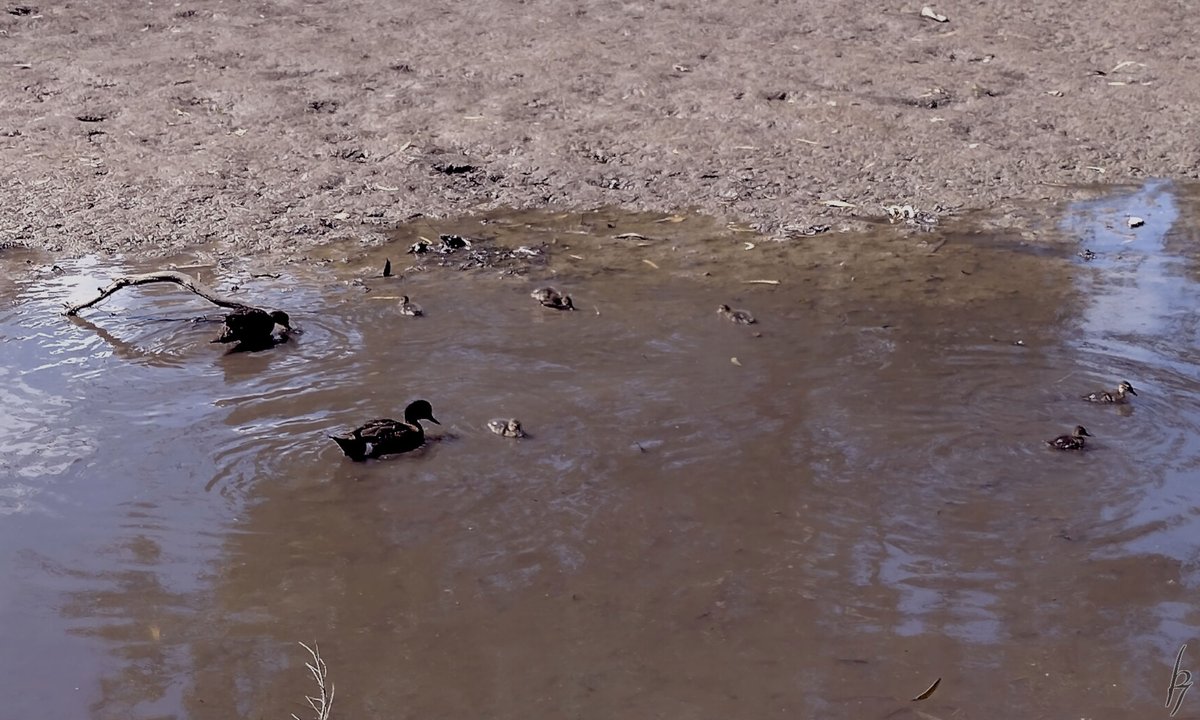 thorfinn's tweet photo. It is #spring - many new ducklings
At the creek this afternoon a magpie & #ducks #getoutside #nature #nokia @WildMelbourne @rebecca_le_get @BirdlifeOz @MandyHerriot https://t.co/6oiXJfoTuC