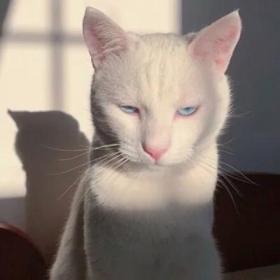 lazylakesider's tweet photo. 🌱 🌈 🌟 My cat s sleeping on my keyboard, I m done https://t.co/g2hMZvop7G