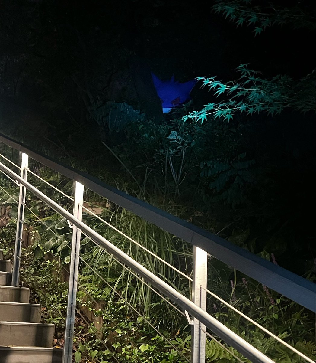 Glaceon_L0ve's tweet photo. 夜のポケモンフォレストは、懐中電灯を照らしながら進むんだけど、ゲンガーは段違いで怖かった…… https://t.co/2rHBOZVtTN