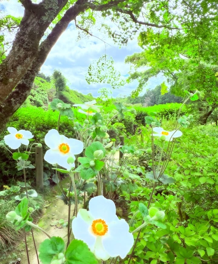 mimurototemple's tweet photo. (2026.09.21撮影)
秋明菊が咲き始めました。
まだまだ暑い日もございますが、秋の花が咲き始めております。

#mimurotoji
#三室戸寺
#花の寺
#秋明菊 https://t.co/7Ppj2hGSdY