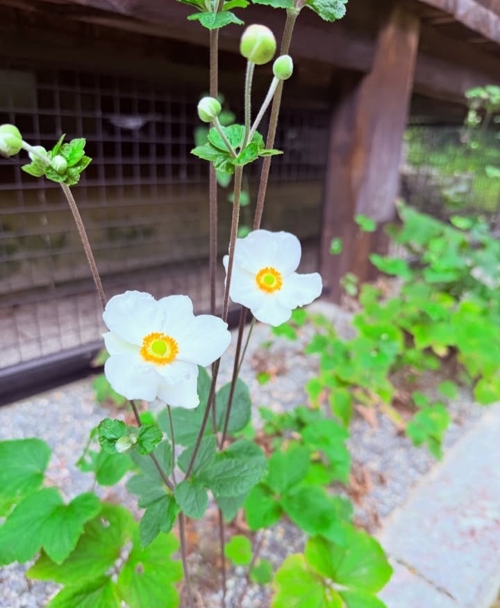 mimurototemple's tweet photo. (2026.09.21撮影)
秋明菊が咲き始めました。
まだまだ暑い日もございますが、秋の花が咲き始めております。

#mimurotoji
#三室戸寺
#花の寺
#秋明菊 https://t.co/7Ppj2hGSdY