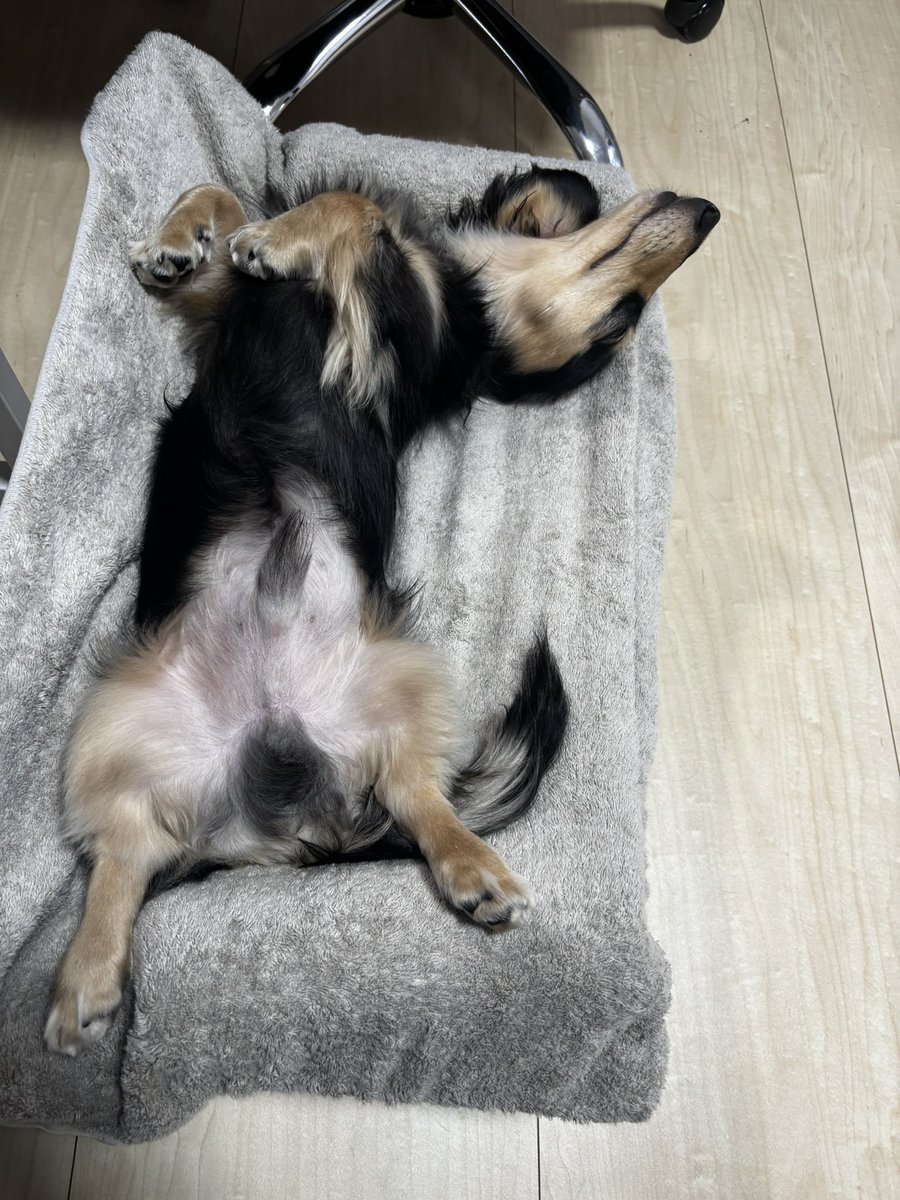kamianikidal's tweet photo. 自作犬ソファで犬になるうなぎ
#カニンヘンダックス
#犬のいる暮らし
#パピー犬 https://t.co/widcesB2vu
