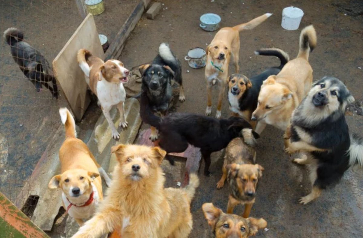 DONDEIRweb's tweet photo. ¡Ayuda a quienes lo NECESITAN! Estos son los ALBERGUES a los que puedes marcar para ayudar a los perritos de la calle durante estos días de lluvia 🥺⛈

https://t.co/puDV64aISD https://t.co/vUzLvGXkjn