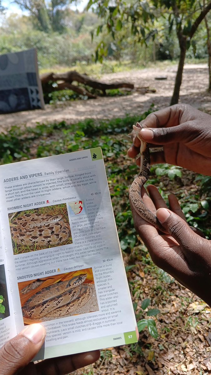 Baburasska's tweet photo. This snake is called snouted night adder

Its venom can cause intense pain, swelling, and tissue damage if it bites, so the best defence is simple, don't touch it, give it space, and let a professional handle it if necessary. https://t.co/mcFNKO7aj7