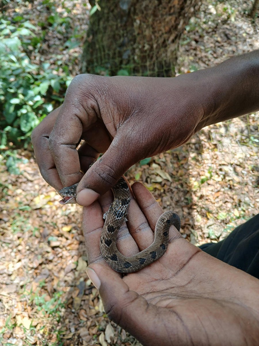 Baburasska's tweet photo. This snake is called snouted night adder

Its venom can cause intense pain, swelling, and tissue damage if it bites, so the best defence is simple, don't touch it, give it space, and let a professional handle it if necessary. https://t.co/mcFNKO7aj7