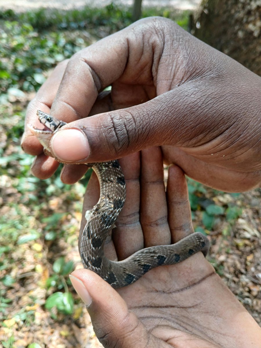 Baburasska's tweet photo. This snake is called snouted night adder

Its venom can cause intense pain, swelling, and tissue damage if it bites, so the best defence is simple, don't touch it, give it space, and let a professional handle it if necessary. https://t.co/mcFNKO7aj7
