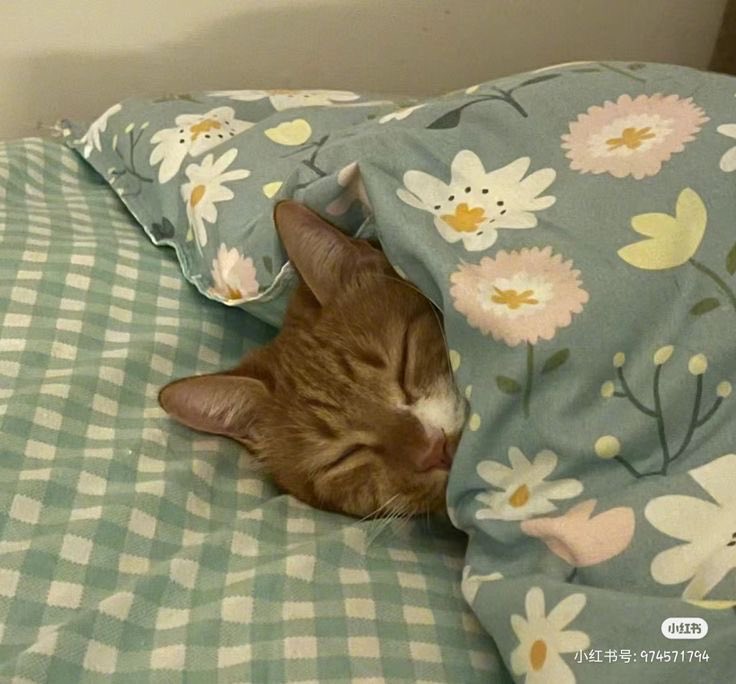 clitduvall's tweet photo. How I sleep knowing I’m transphobic https://t.co/pbtmpxQAAn
