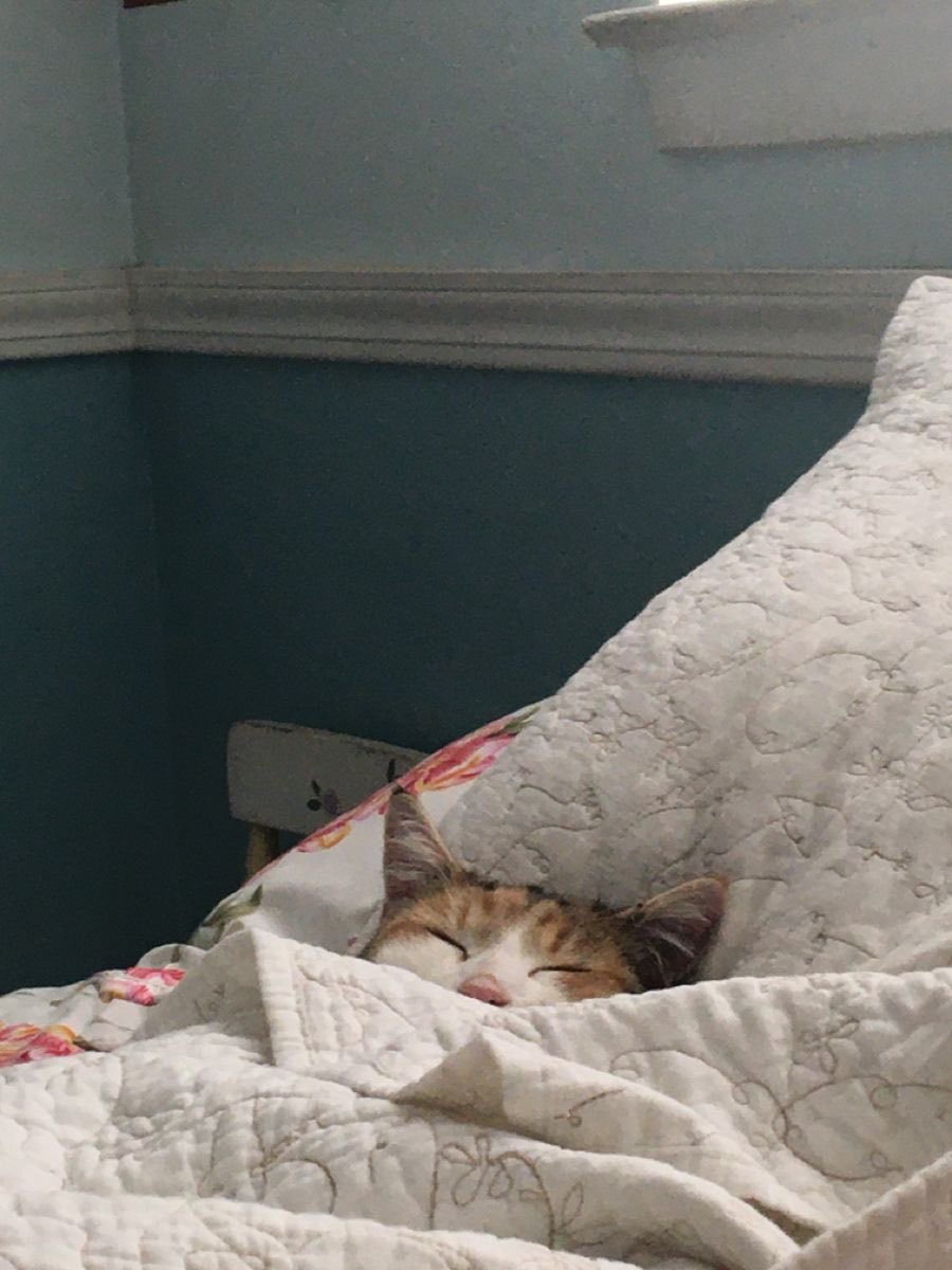 clitduvall's tweet photo. How I sleep knowing I’m transphobic https://t.co/pbtmpxQAAn