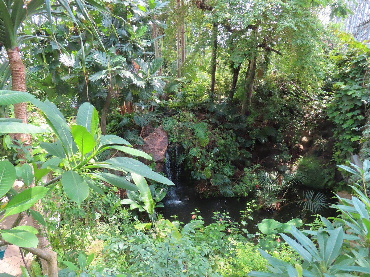 ys1152945085's tweet photo. 夢の島熱帯植物館　江東区

東京にあるジャングル、入園料はたったの２５０円（65歳以上120円）
大温室はかなりの迫力で歩いているだけで熱帯雨林を体験でき楽しい。7月中旬の猛暑日で外の方が暑いくらいだったので温室内でも暑さは感じなかった
映像ホールやカフェもあります https://t.co/7pv2S5KAAs