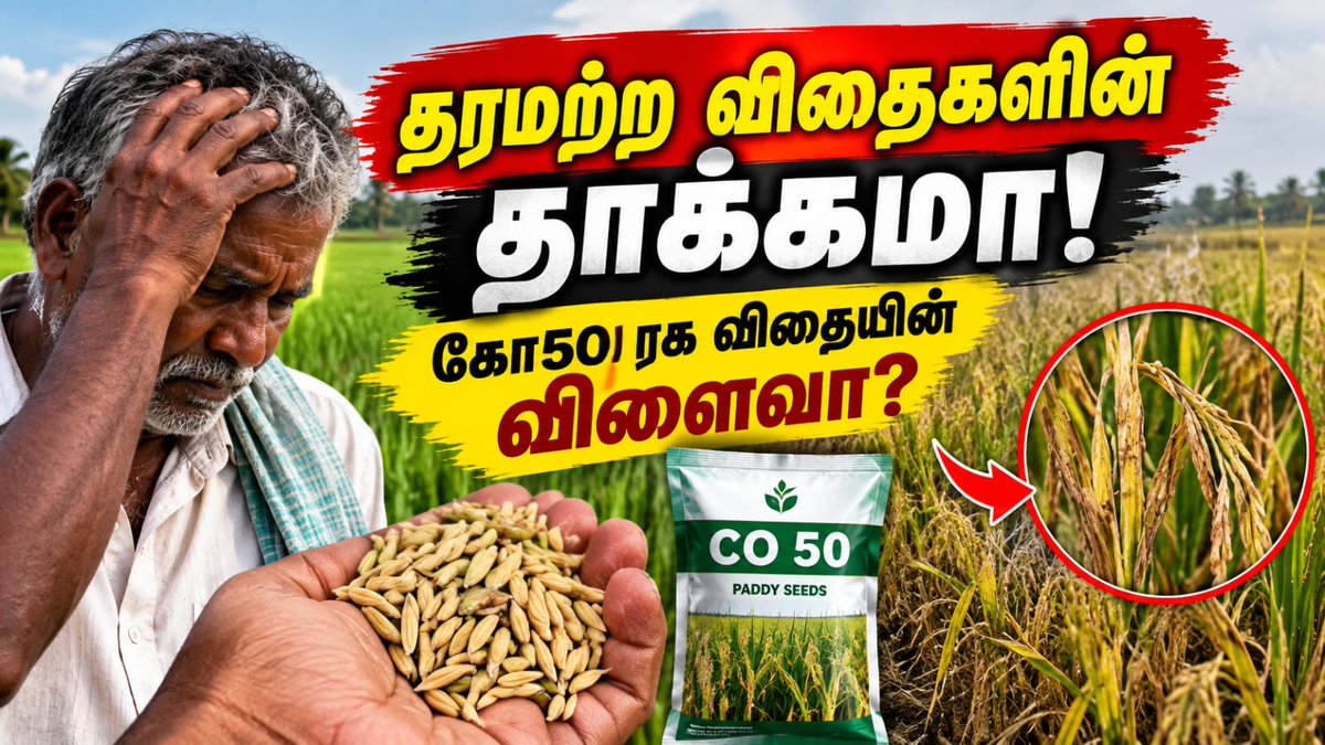 VasanthNews's tweet photo. தரமற்ற விதைகளினால் 60 ஏக்கர் நெல் சாகுபடி பாதிக்கப்பு; விவசாயிகள் குமுறல்
▶️https://t.co/5e52VtNV1X
#Agriculture #FarmersIssue #PaddyCultivation #SeedQuality #TamilNaduFarming #vasanthnews #sivagangai https://t.co/HiHVkAAm6n