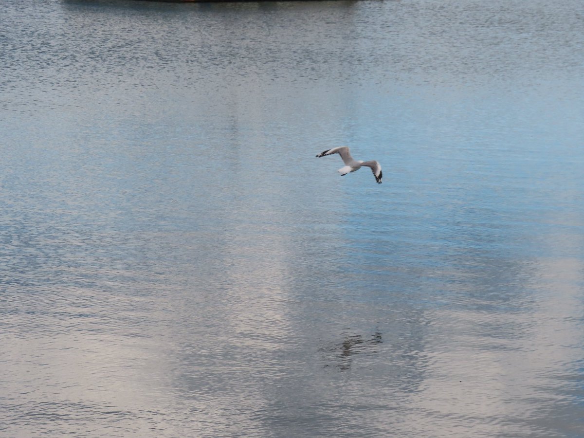 wapple15's tweet photo. A #SeagullReport from #StHelens TAS ๐ฆ๐บ but probably not-the #UsualSeagull https://t.co/nvU79D4Dtb